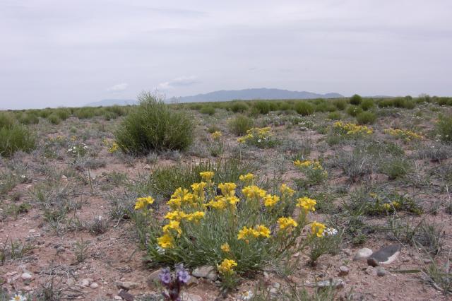 Manzano_flowers.jpg